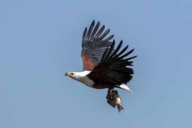 African fish eagle (Haliaeetus vocifer) with fish