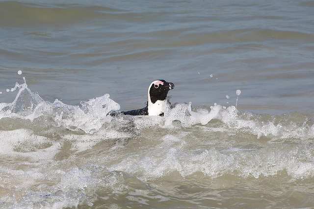 African penguin at Boulders Beach 04