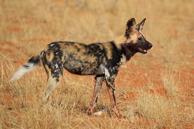 African wild dog (Lycaon pictus pictus)