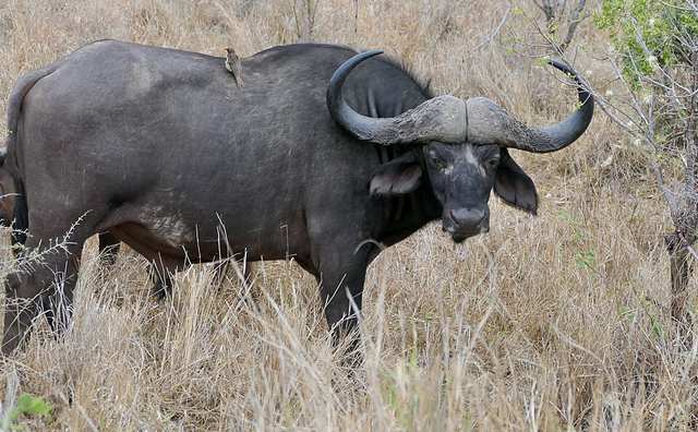 Cape Buffalo (Syncerus caffer) bull