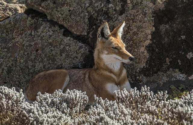 Ethiopian wolf (Canis simensis citernii) 2