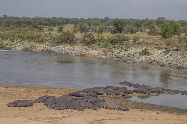 Common hippos (Hippopotamus amphibius kiboko) Serengeti