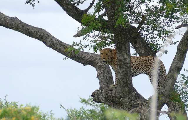 Leopard (Panthera pardus) male in a tree ... (46078529055)