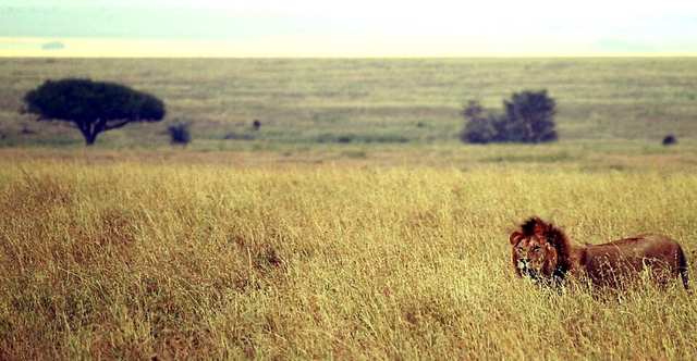 Male lion on savanna