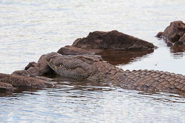 Nile crocodile in the Zambezi