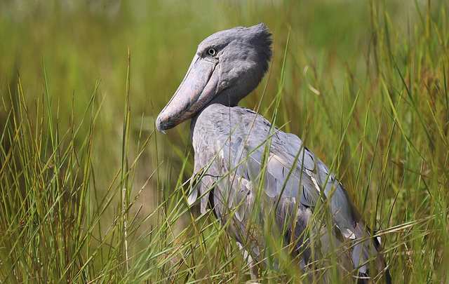 Shoebill (Balaeniceps rex), Uganda (52949464409)