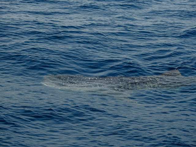 Whale Shark (Rhincodon typus)
