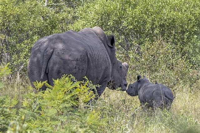 White rhinoceros (Ceratotherium simum) with calf Kruger