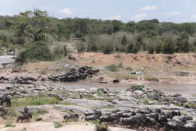 Blue wildebeest herd gathering at the Mara River, Serengeti National Park