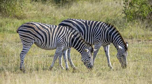 Plains zebras (Equus quagga) Kruger