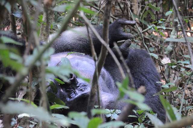 Western lowland silverback resting in Dzanga-Sangha National Park