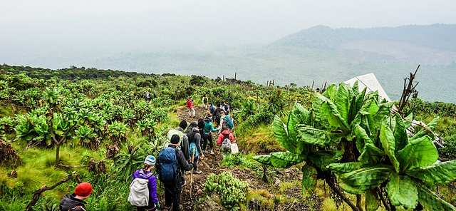 Virunga National Park (31437399312)