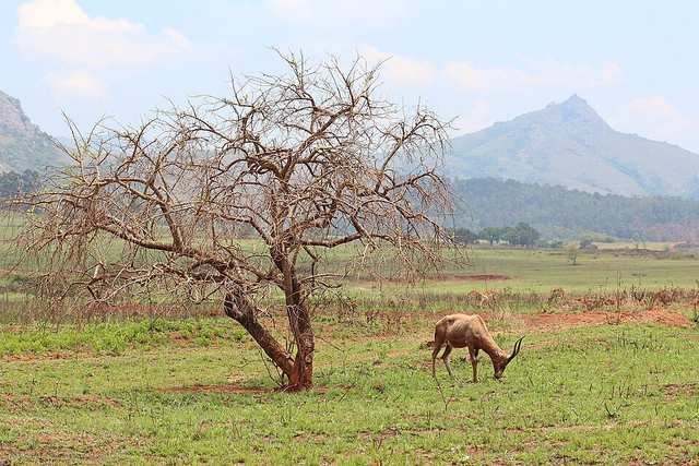 Mlilwane Wildlife Sanctuary 02