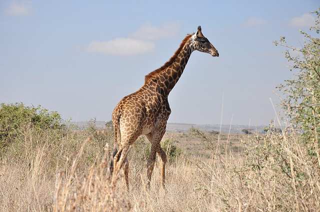 Lascar Giraffe - Nairobi National Park (4525004734)