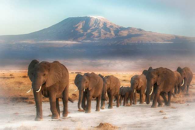 Elephants and mt kilimanjaro
