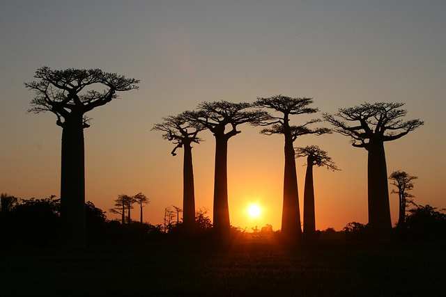 Avenue of the Baobabs at Sunset