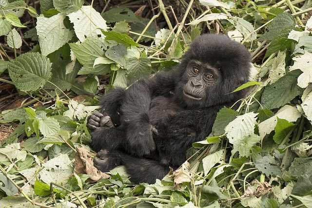 Mountain gorilla, 2-year-old, Mubare Group, Buhoma, Bwindi Impenetrable Forest, Uganda