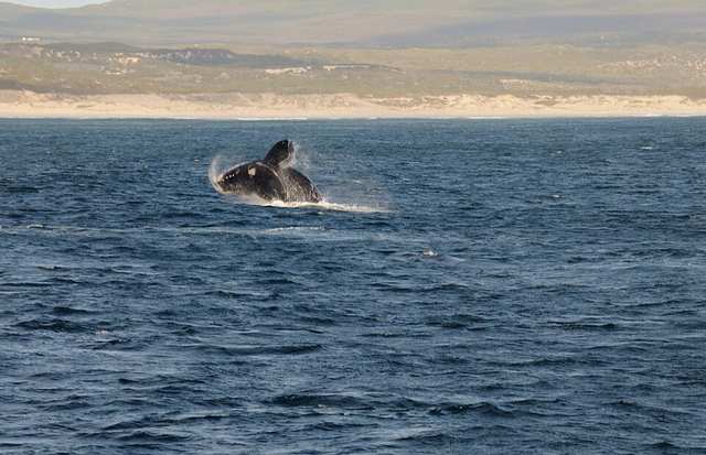HER - Breaching southern right whale near Hermanus, South Africa, 2017