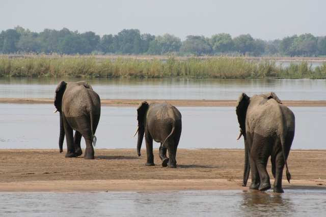 Elephants crossing the Lower Zambezi