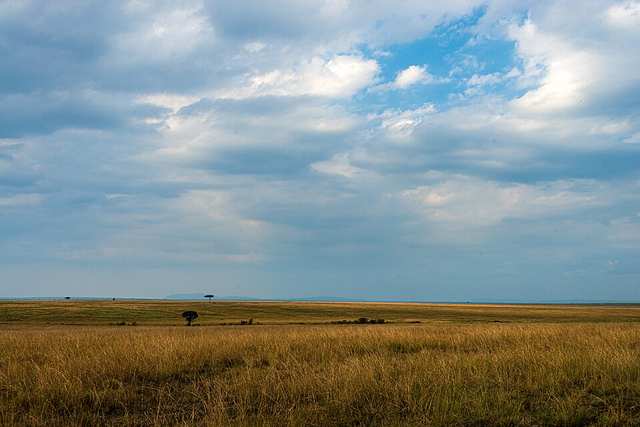 Maasai Mara savanna landscape, Kenya