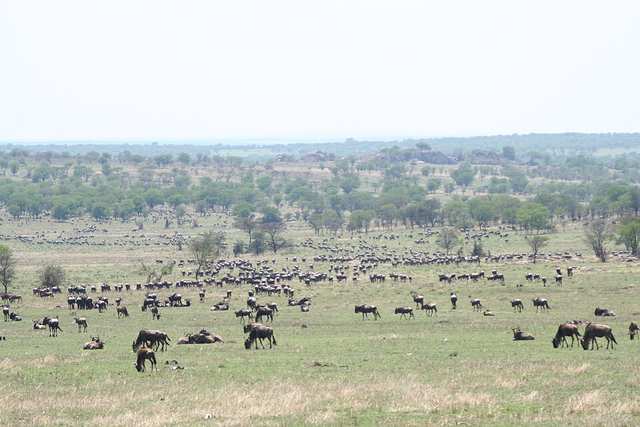 Wildebeest on Serengeti Plains - Stefan Swanepoel
