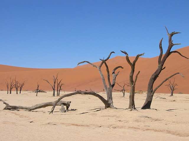 Baumgruppe Deadvlei Sossusvlei